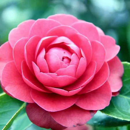 Camelia Luxury アパート