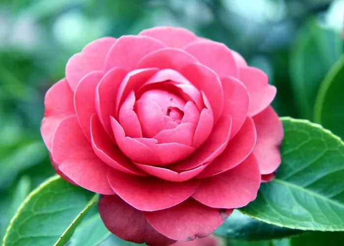 Camelia Luxury 아파트